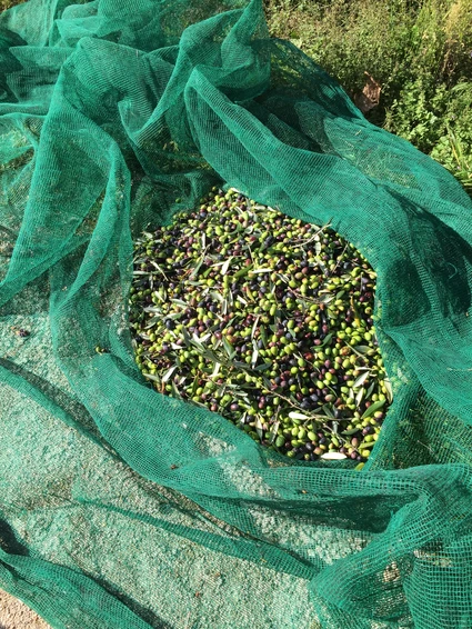 Verkostung von nativem Olivenöl extra auf dem Bauernhof in Toscolano 5